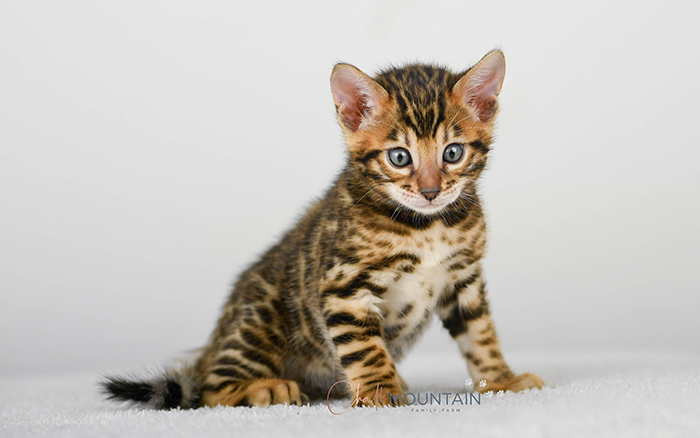 Bengal kitten for sale